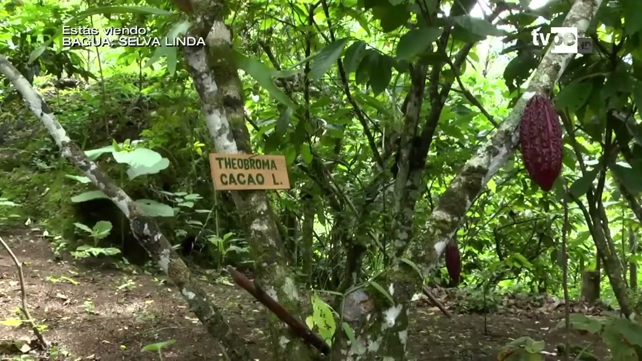 Cacao bajo sombra en un fundo de Aramango