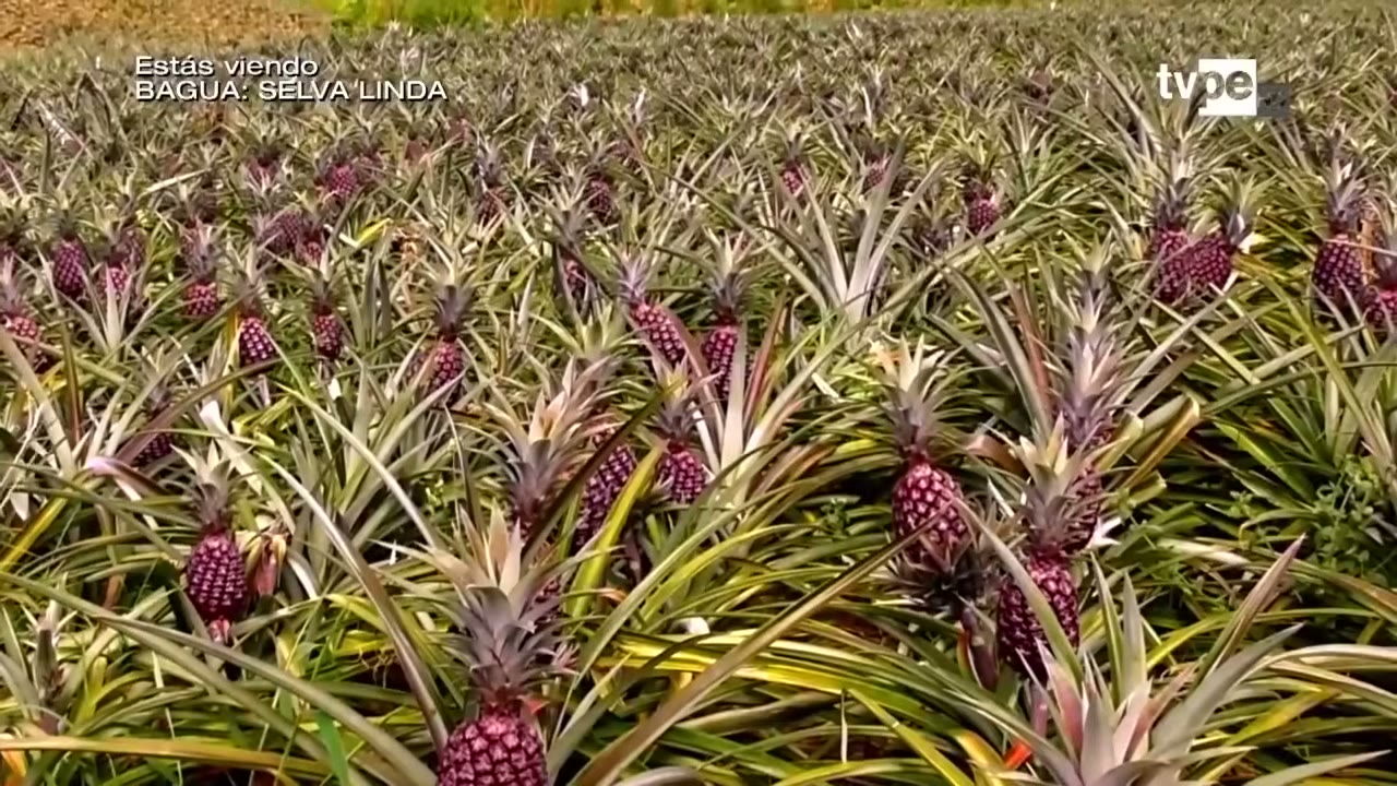Piñas de El Porvenir