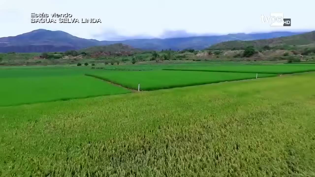 Arrozales en Bagua Grande