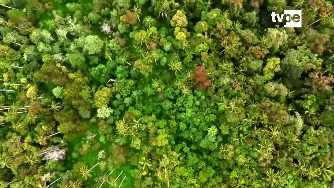 El bosque de palmeras de Ocol desde el aire