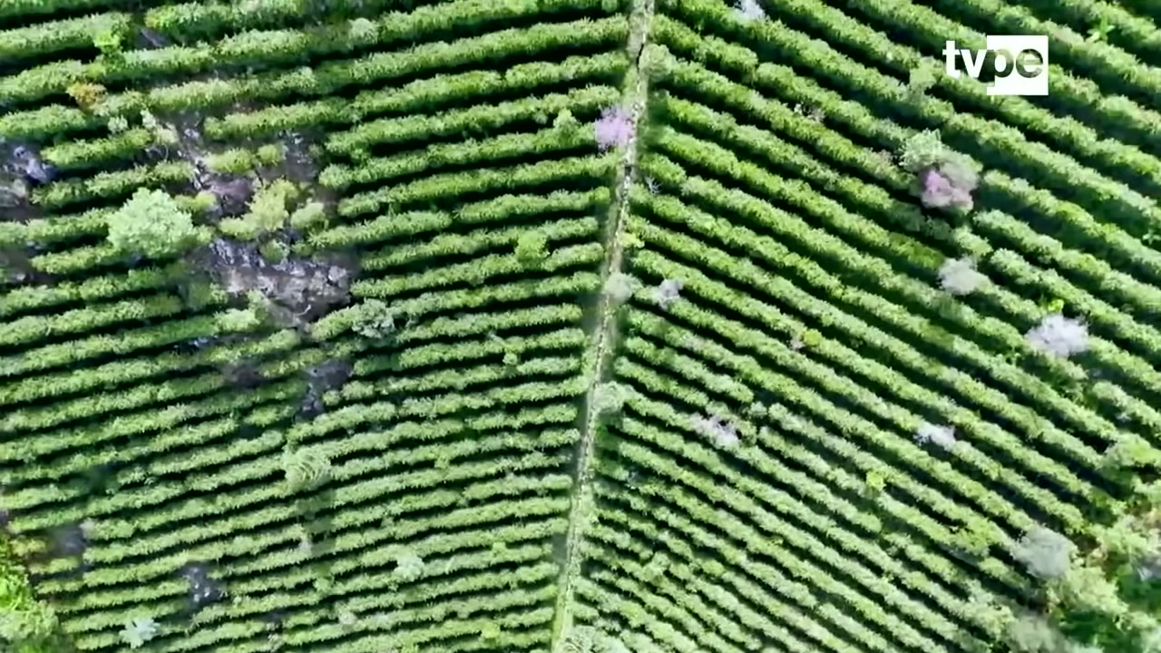 Cafetales de Rodríguez de Mendoza desde el aire