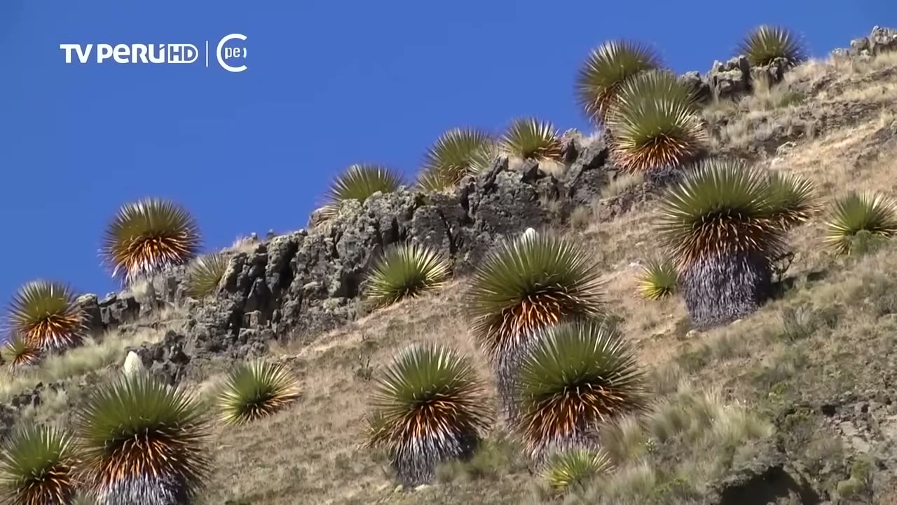 Puyas de Raimondi cerca del mirador de Winchus
