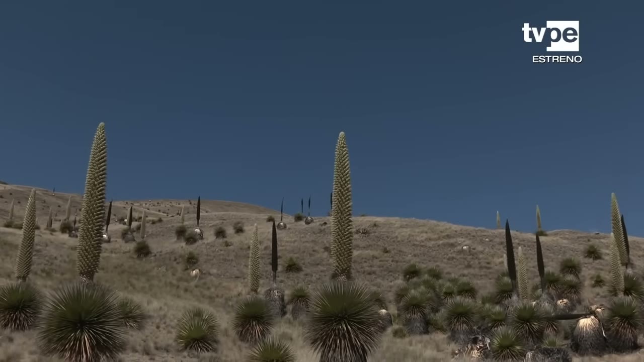 Puyas de Raimondi en la puna