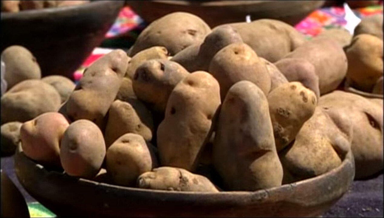 Papas nativas de Pomacocha