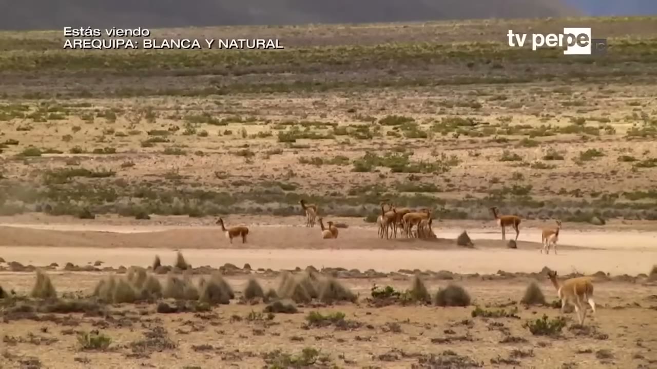 Vicuñas en Pampa Blanca