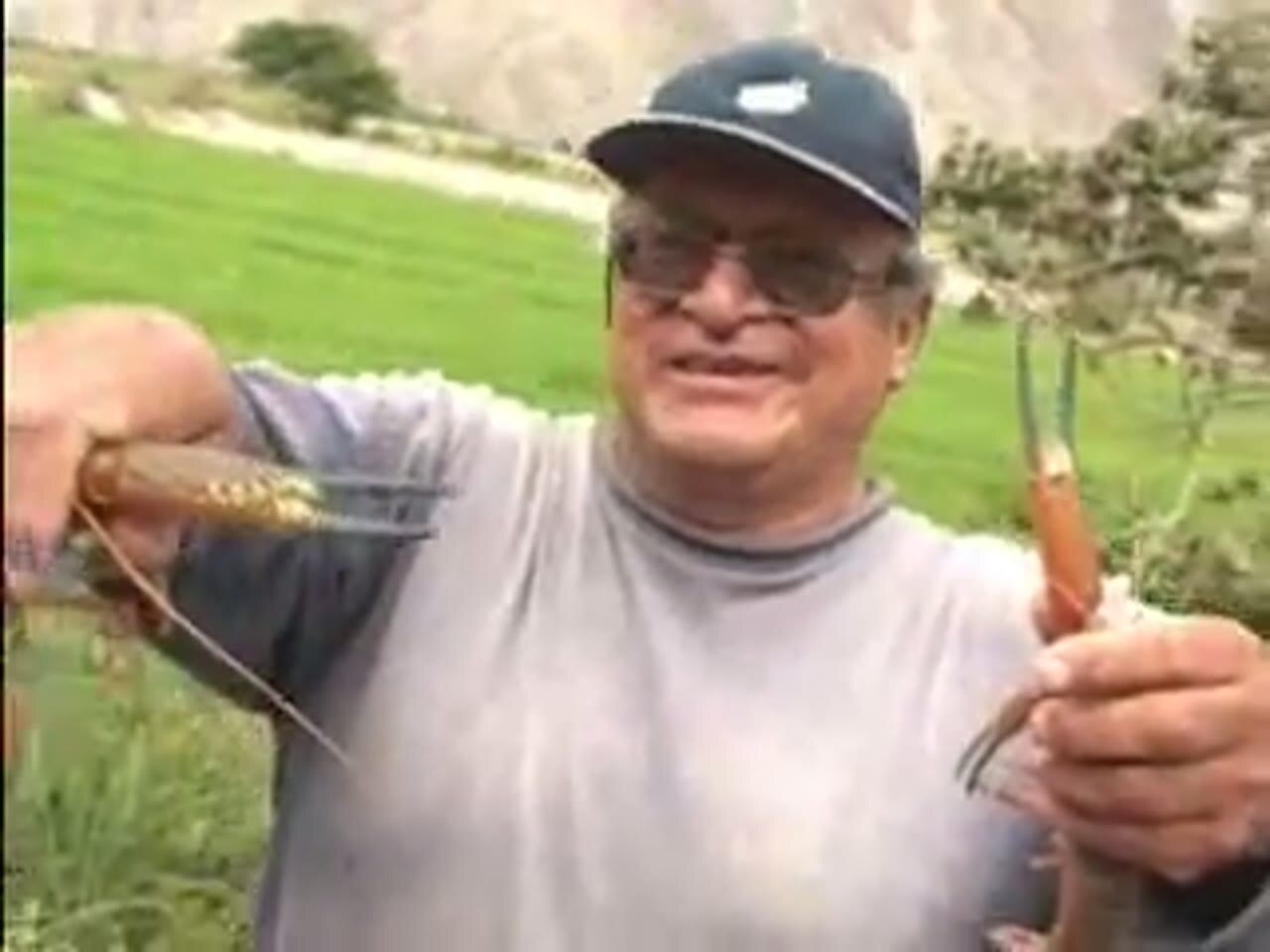 Un camarón del valle de Ocoña, el de mayor producción del país