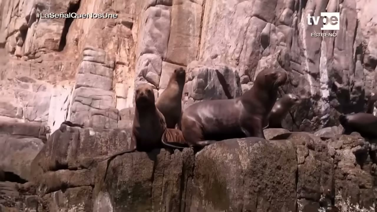 Lobos marinos en punta Hornillos