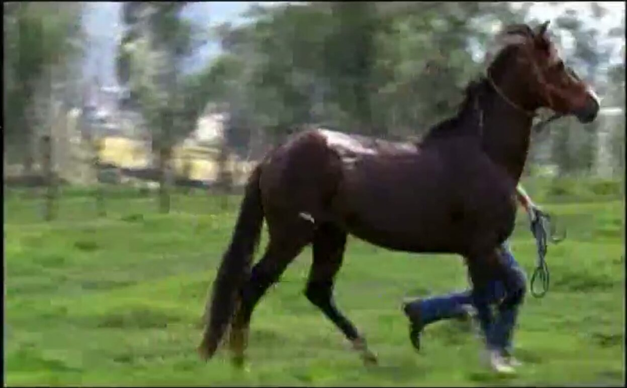 Un caballo de paso de Cutervo