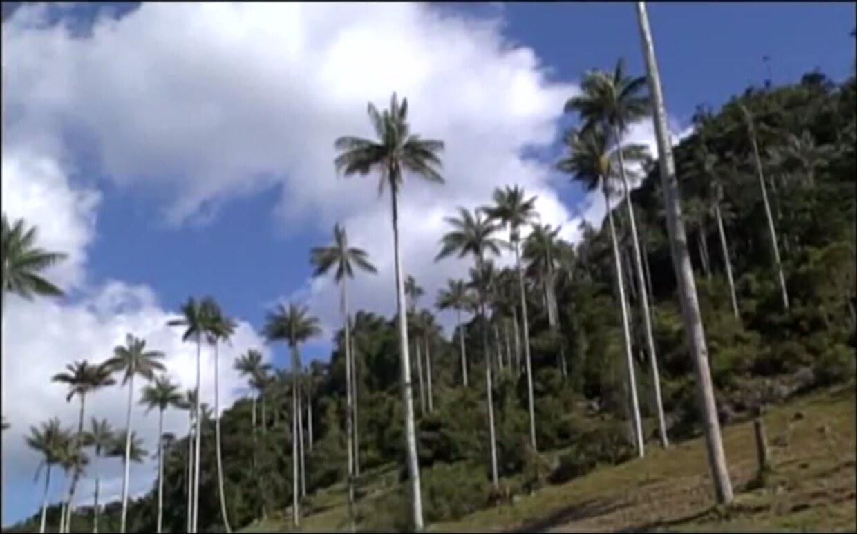 Palmeras en el parque nacional Cutervo