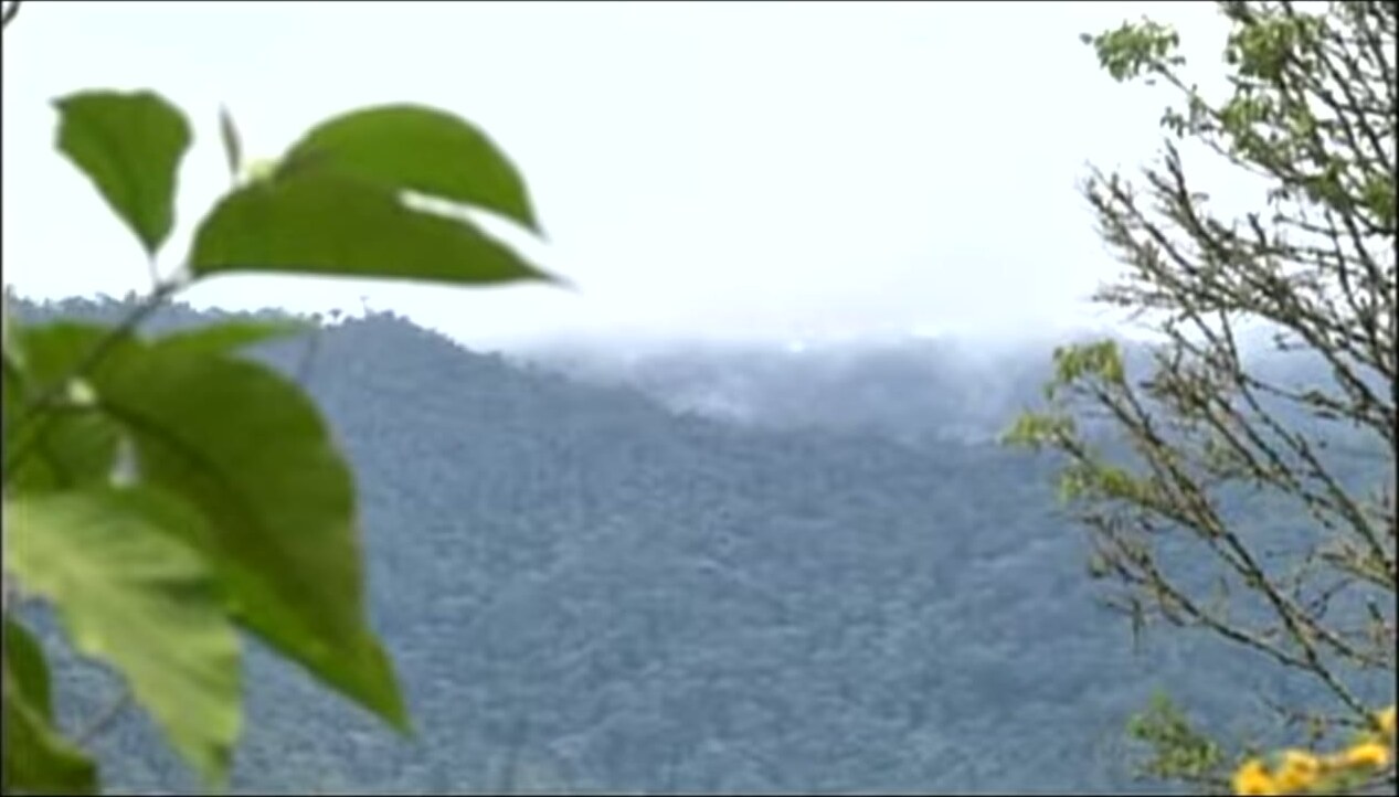 Bosques de neblina del santuario Tabaconas Namballe