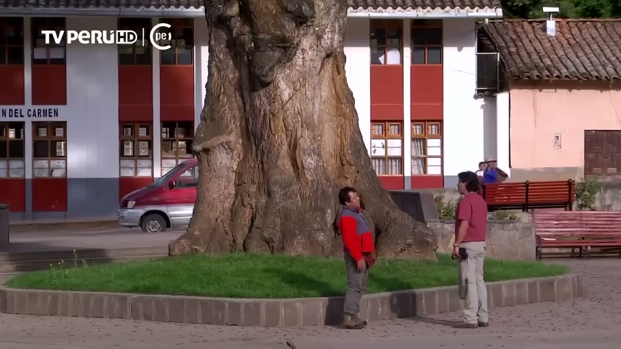 El viejo pisonay de la plaza de Cachora