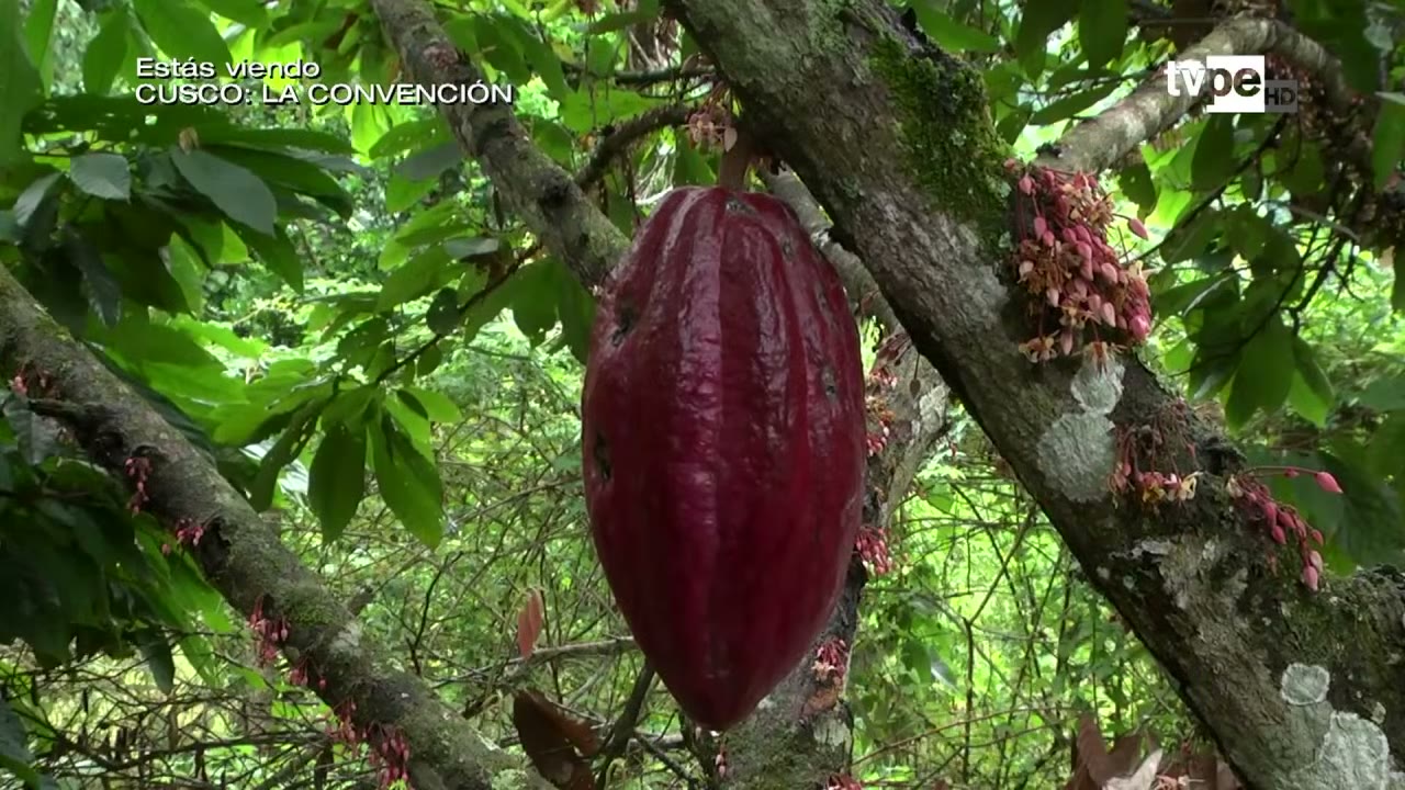 Mazorca de cacao en una finca de Echarate