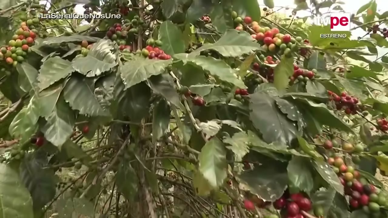 Cafetos en Lucmabamba