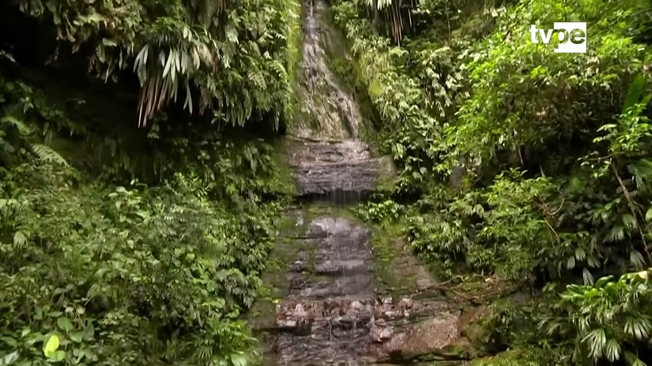 Catarata de Quimpichari en la selva