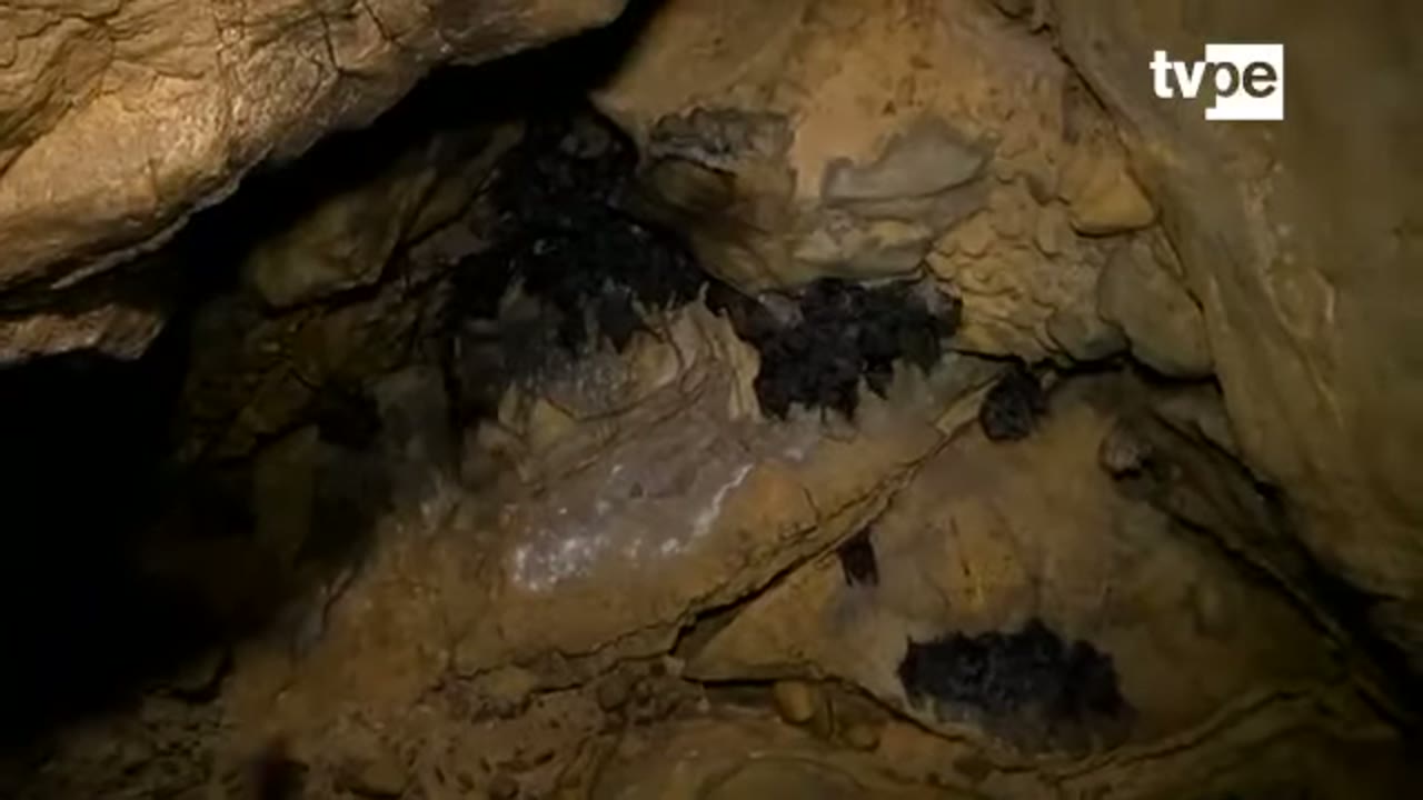 Murciélagos en el techo de la caverna de Shivitari