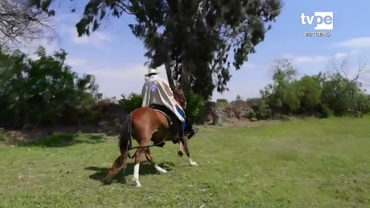 Caballo de paso en Jequetepeque