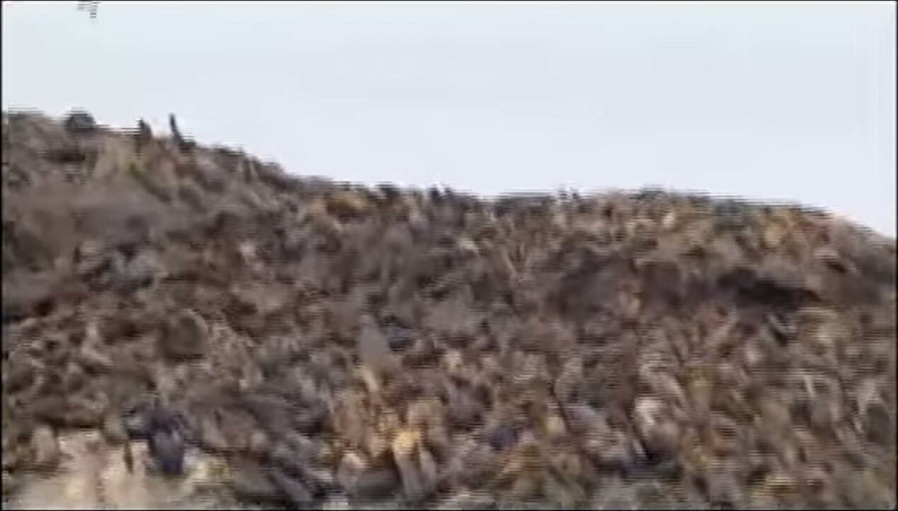 Aves guaneras en la isla Guañape Norte