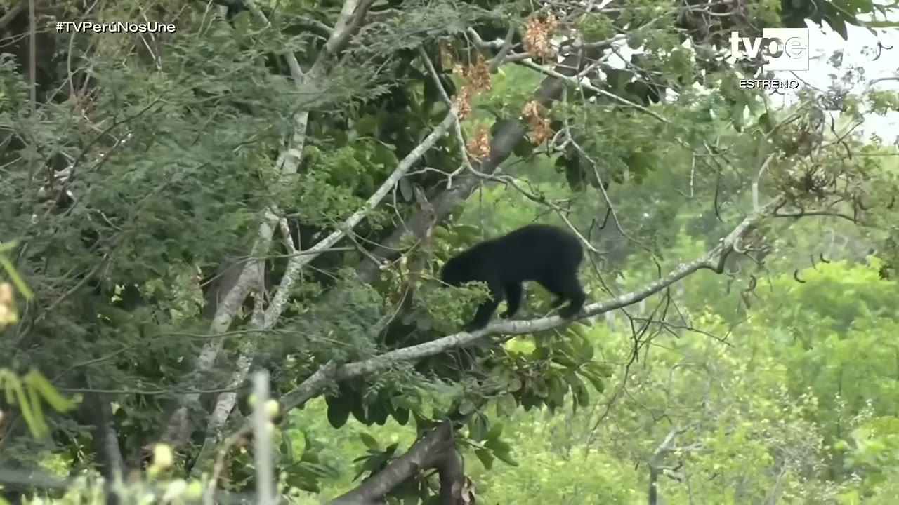 Oso de anteojos en un árbol de Chaparrí