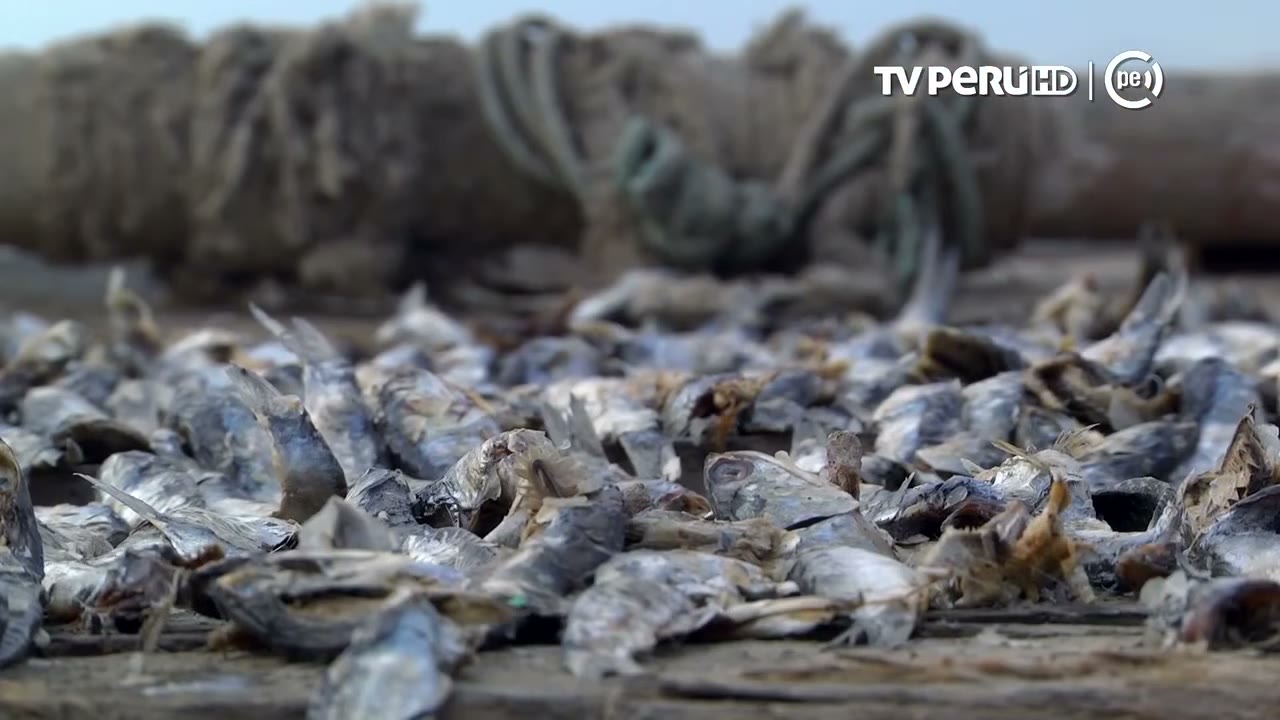 Anchoveta secándose al sol en Carquín