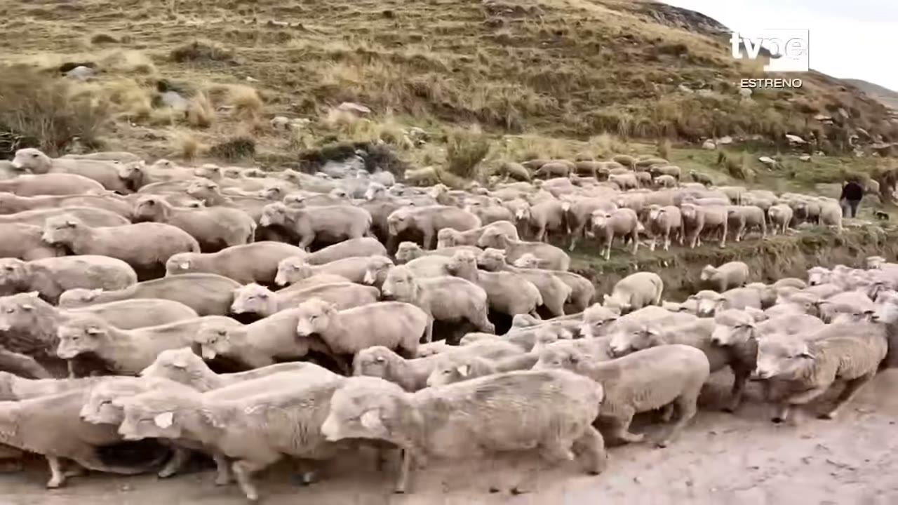 Ovinos en la SAIS Túpac Amaru