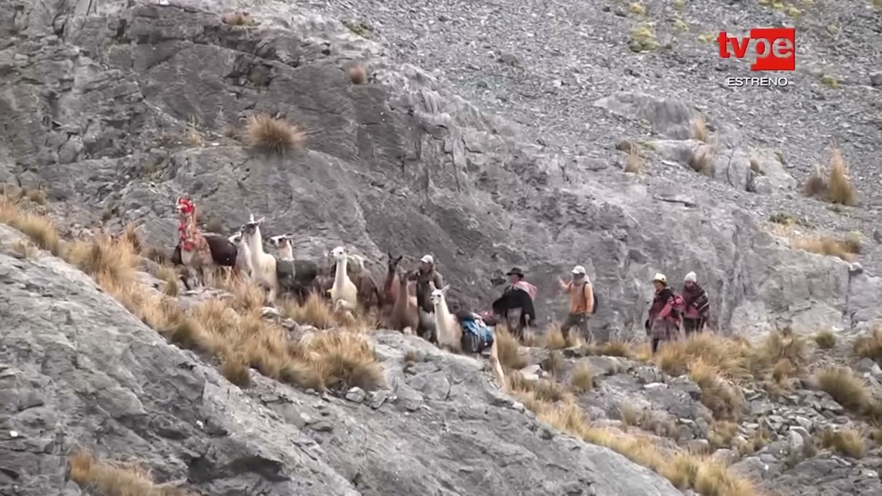 Caminantes y llamas en el camino inca
