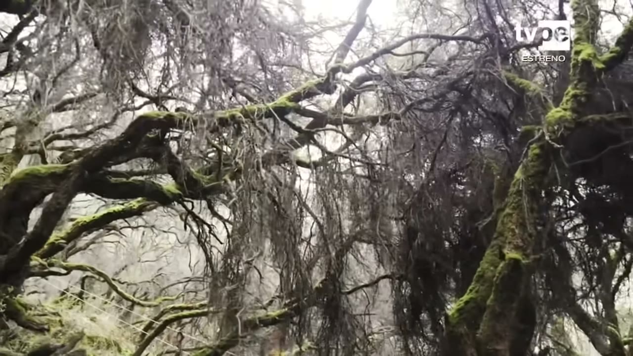 El bosque del Amor en Vilca