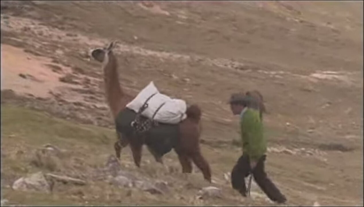 Una llama de carga en la ruta de los arrieros hacia San Lorenzo de Quinti