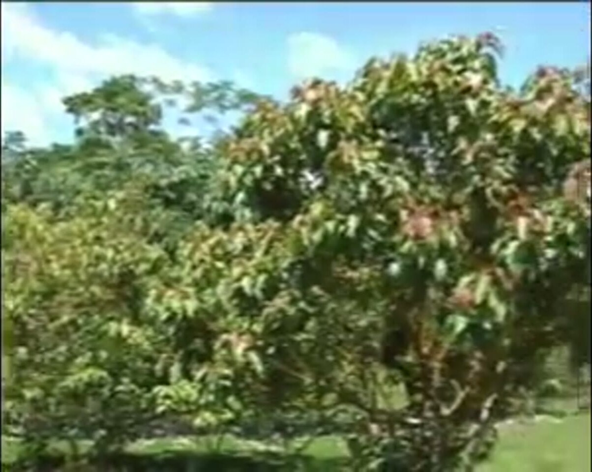 El bosque de Allpahuayo Mishana