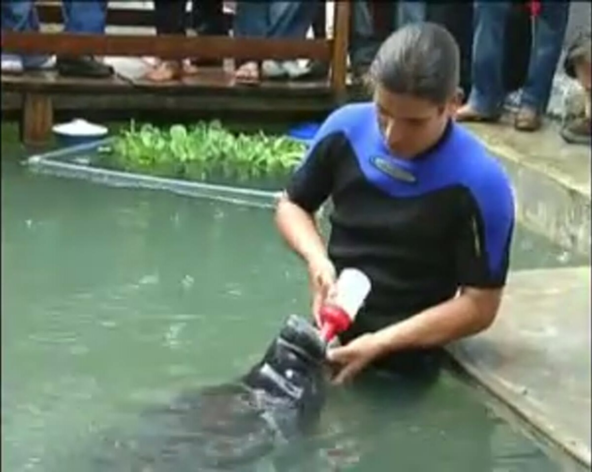 Alimentando con leche especial a un manatí en el centro de rescate