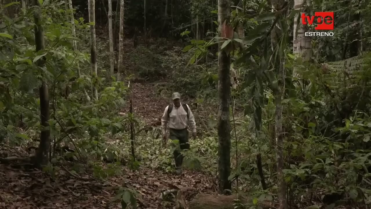 Sendero en el bosque de Allpahuayo Mishana