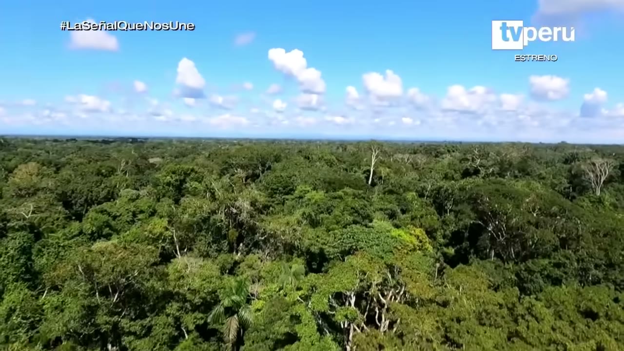 La selva de Tambopata desde la torre