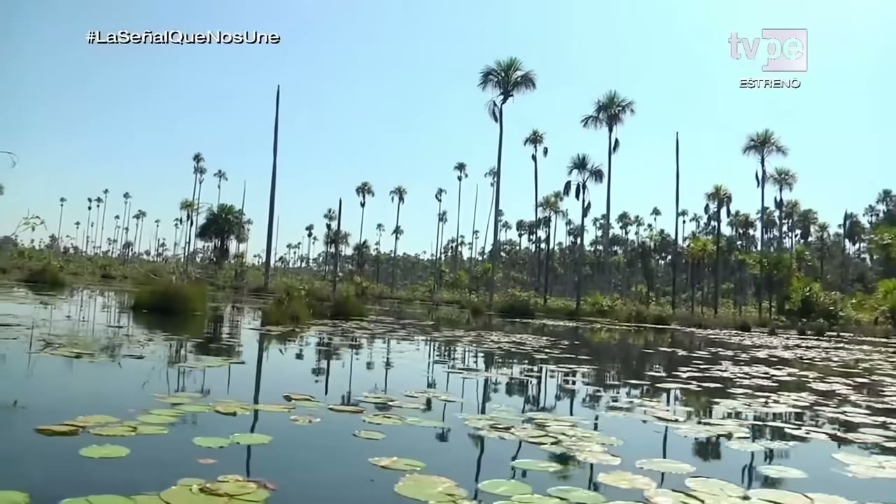 El aguajal del lago Yacumama