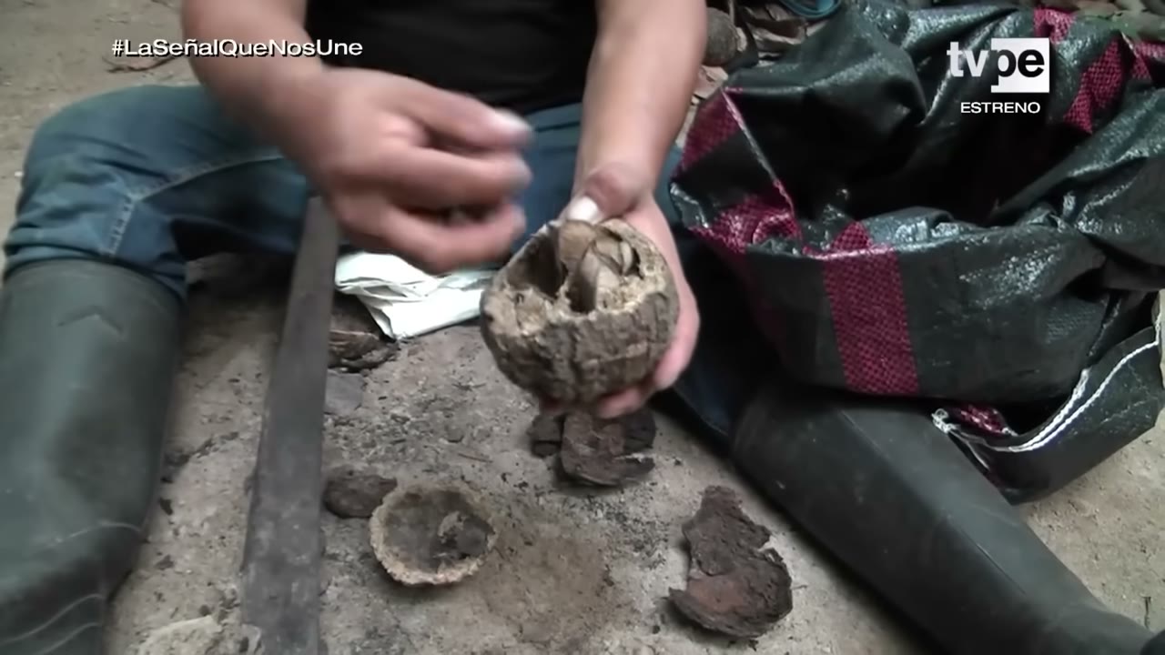 Abriendo un coco de castaña