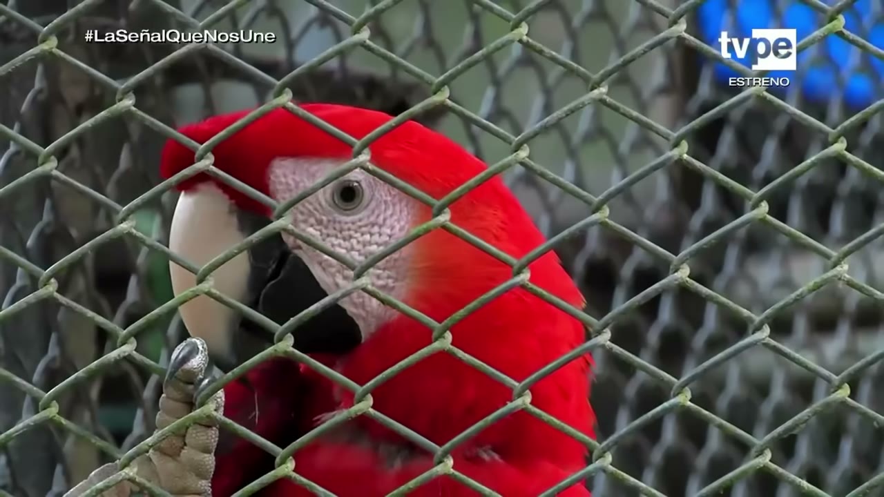 Guacamayo en el centro de rescate