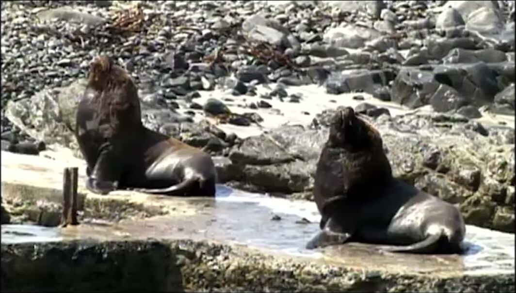 Lobos marinos en Punta Coles