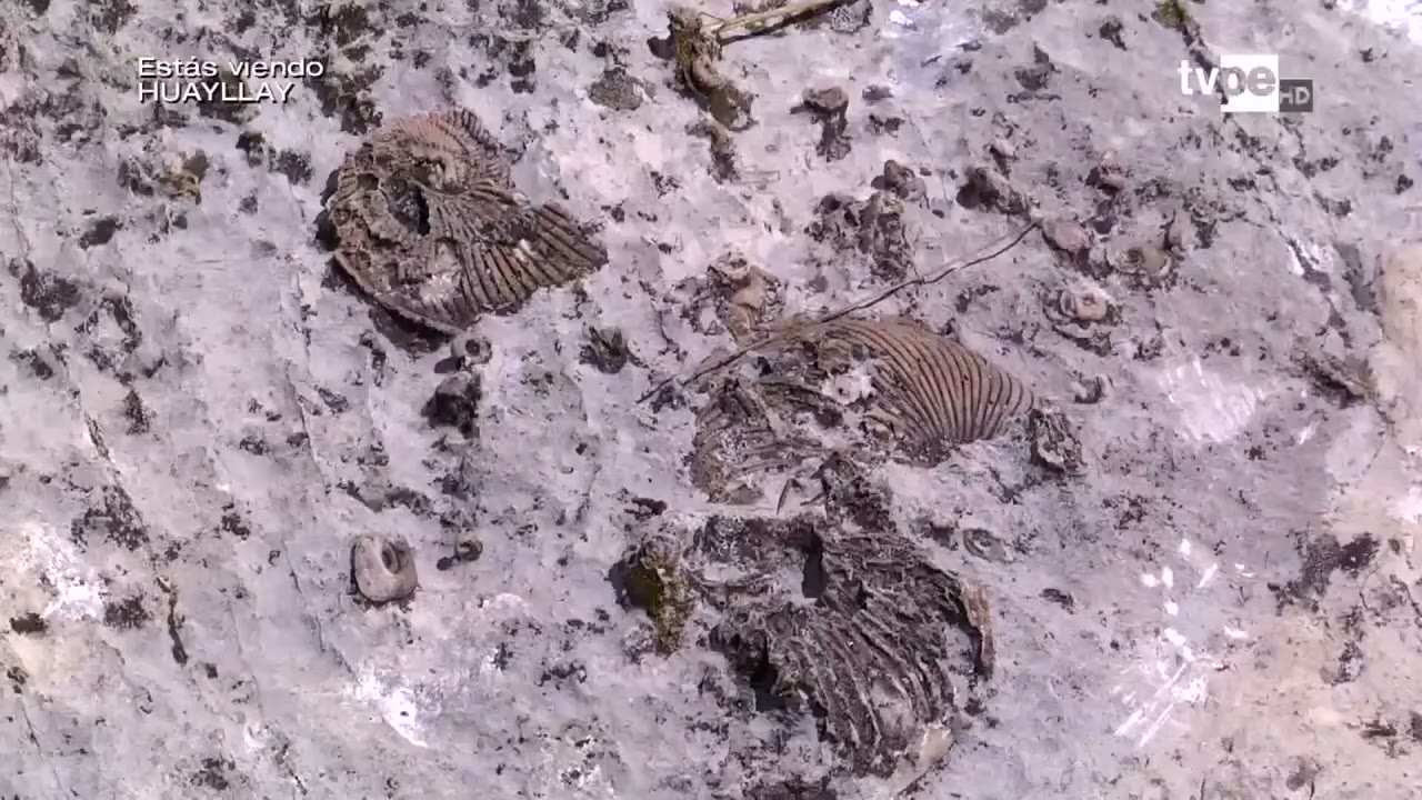 Fósiles en la ruta geológica
