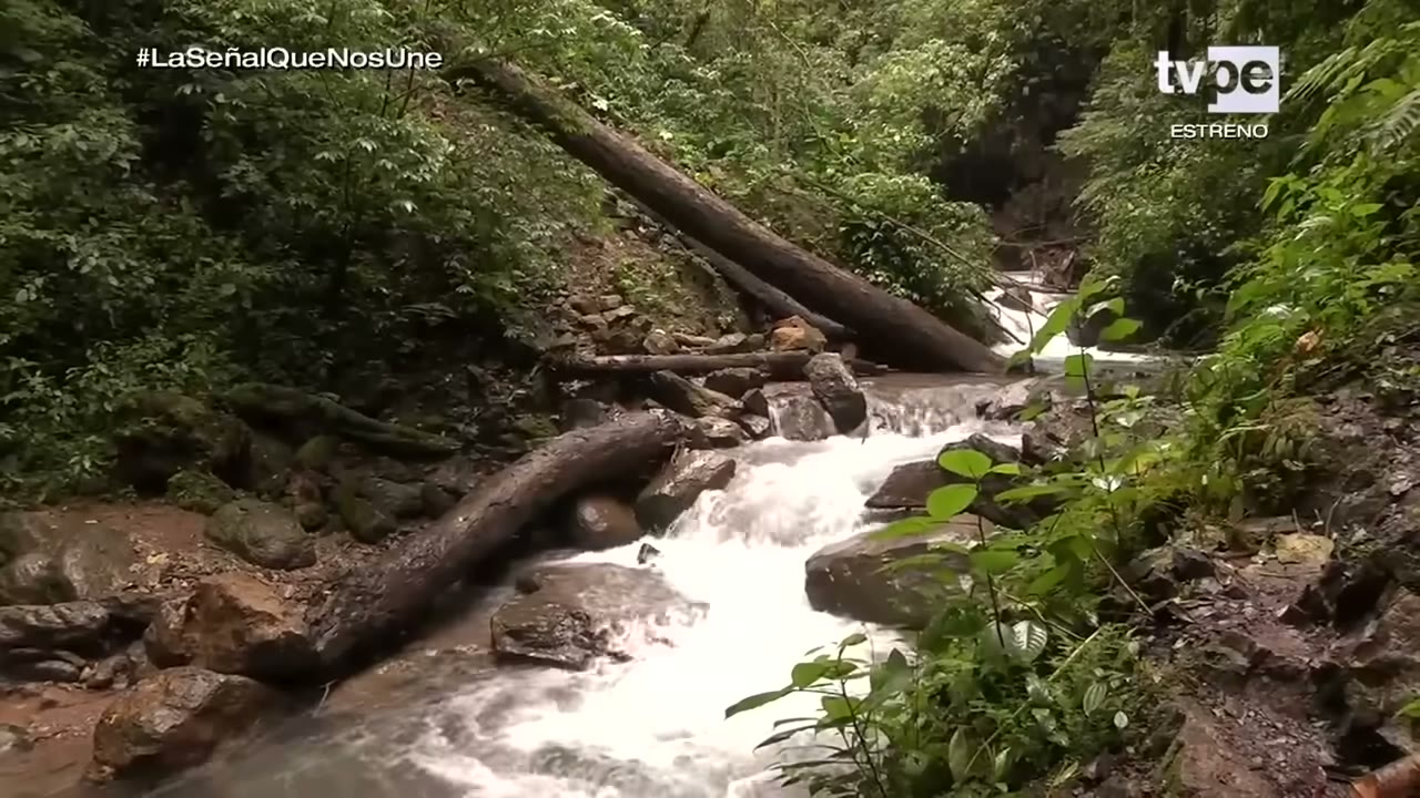 Una quebrada en el bosque de Yanachaga