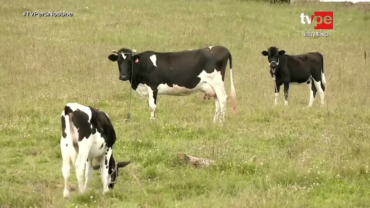 Vacas en los campos de Zapalache
