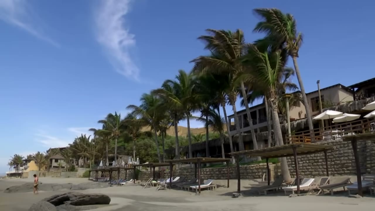 Palmeras frente a la playa de Las Pocitas