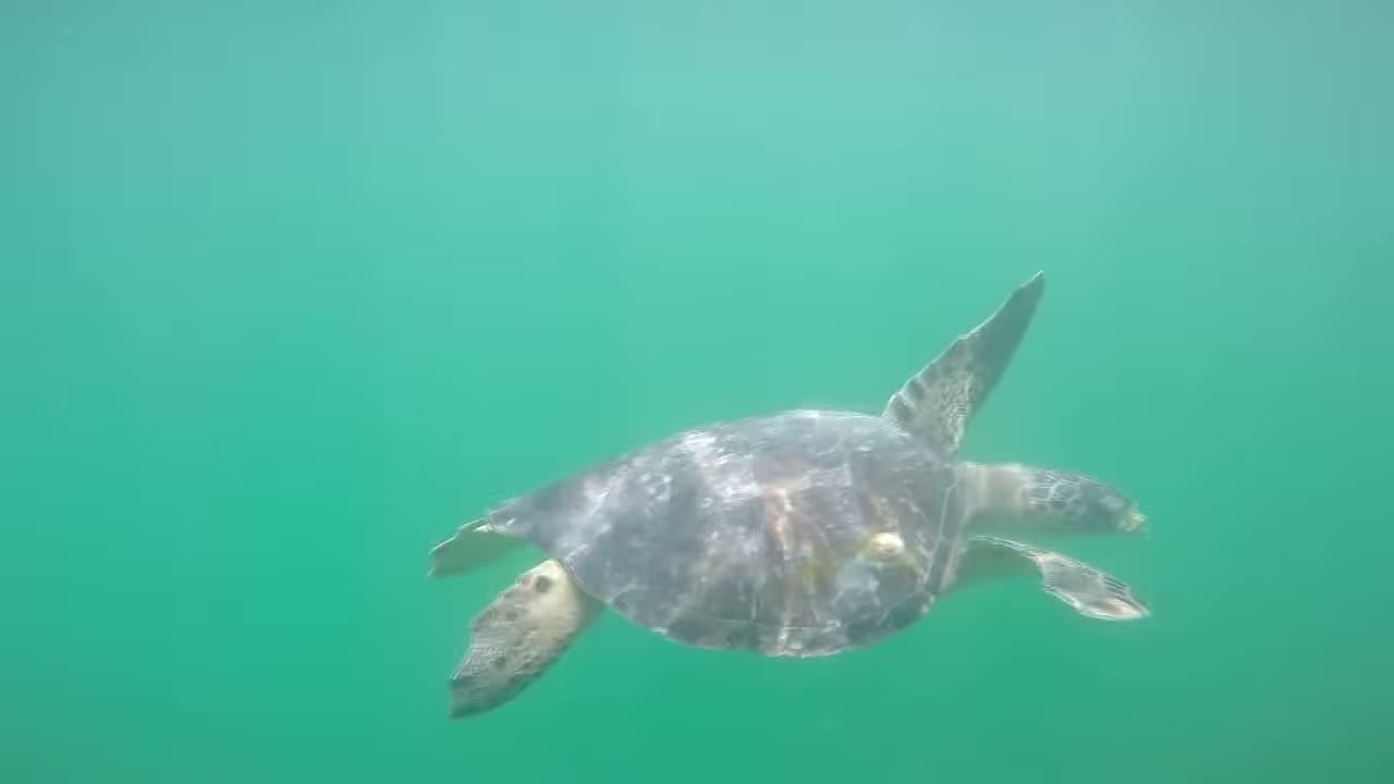 Tortuga marina en El Ñuro