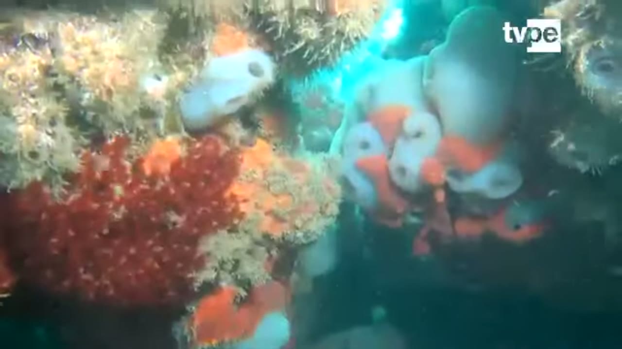 Esponjas y corales en el fondo marino