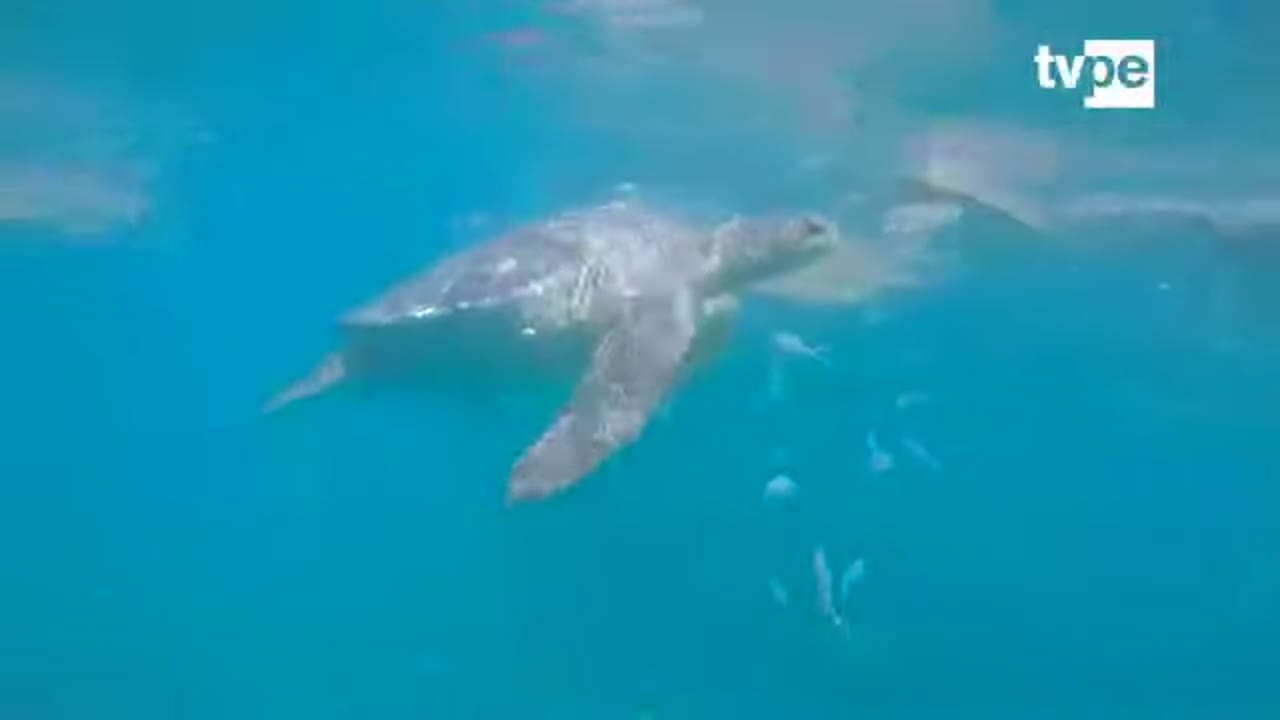 Tortuga verde en el mar de El Ñuro