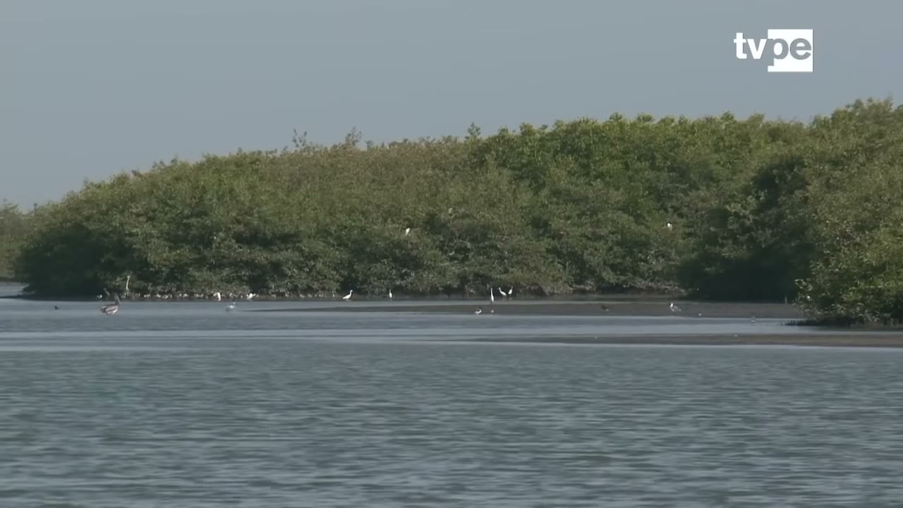 El manglar de San Pedro