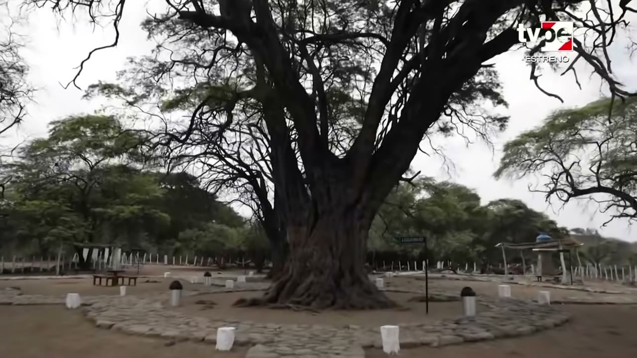 El Algarrobo Rey de Tambogrande