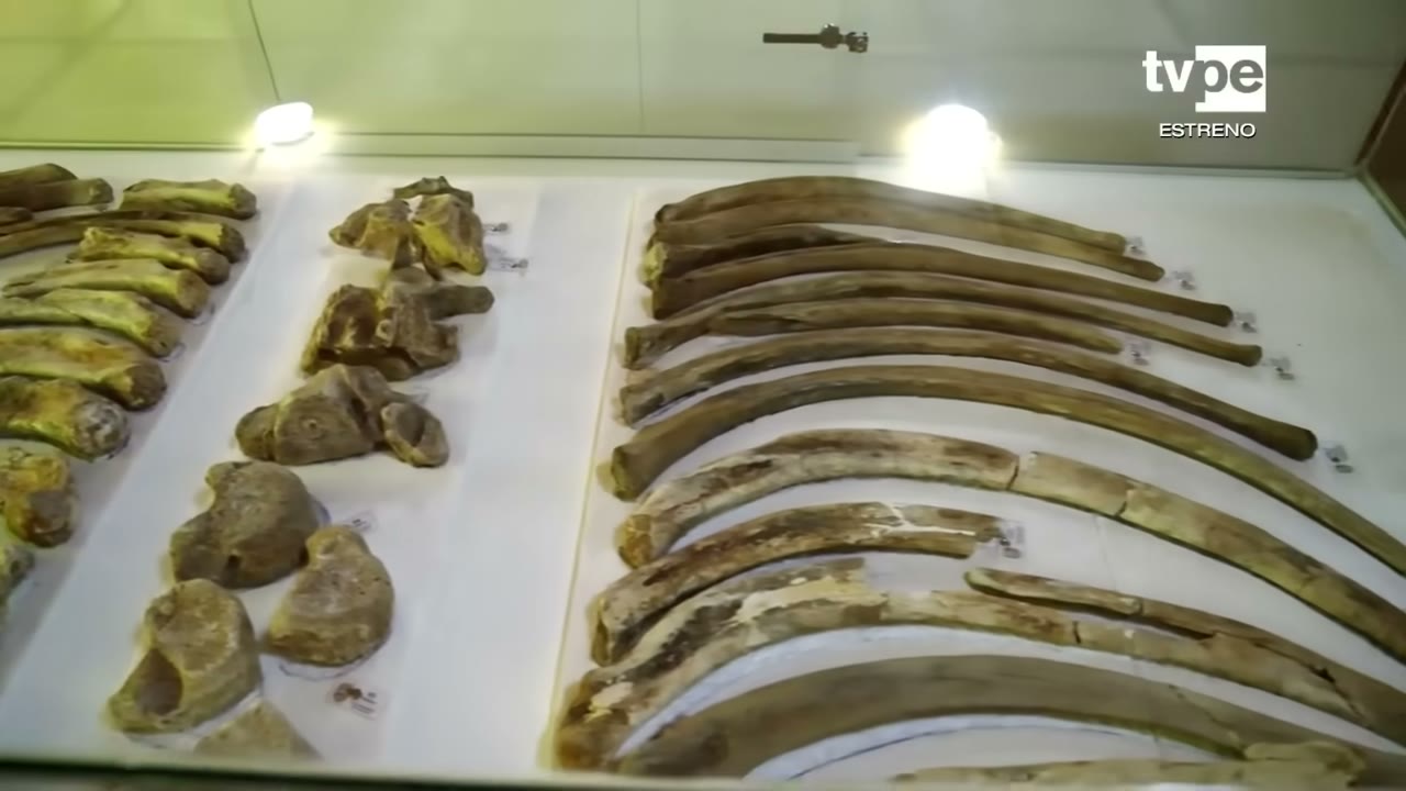 Huesos del mastodonte en el museo