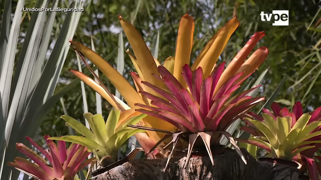 Bromelias del Jardín Botánico Amazonía