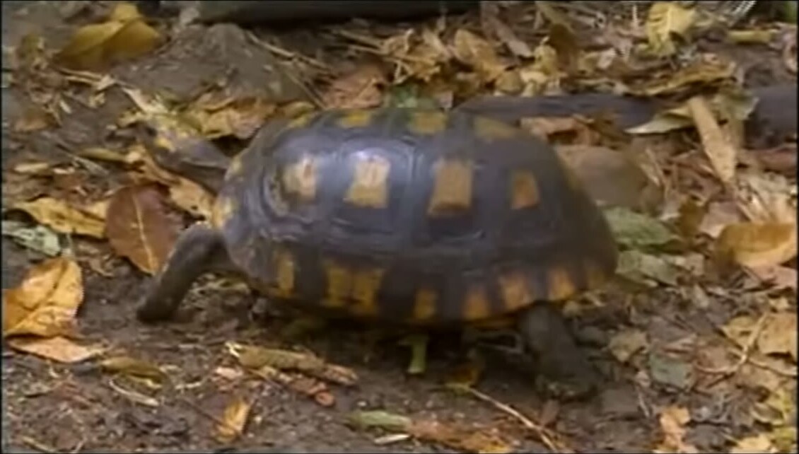 Una tortuga en el centro Urku