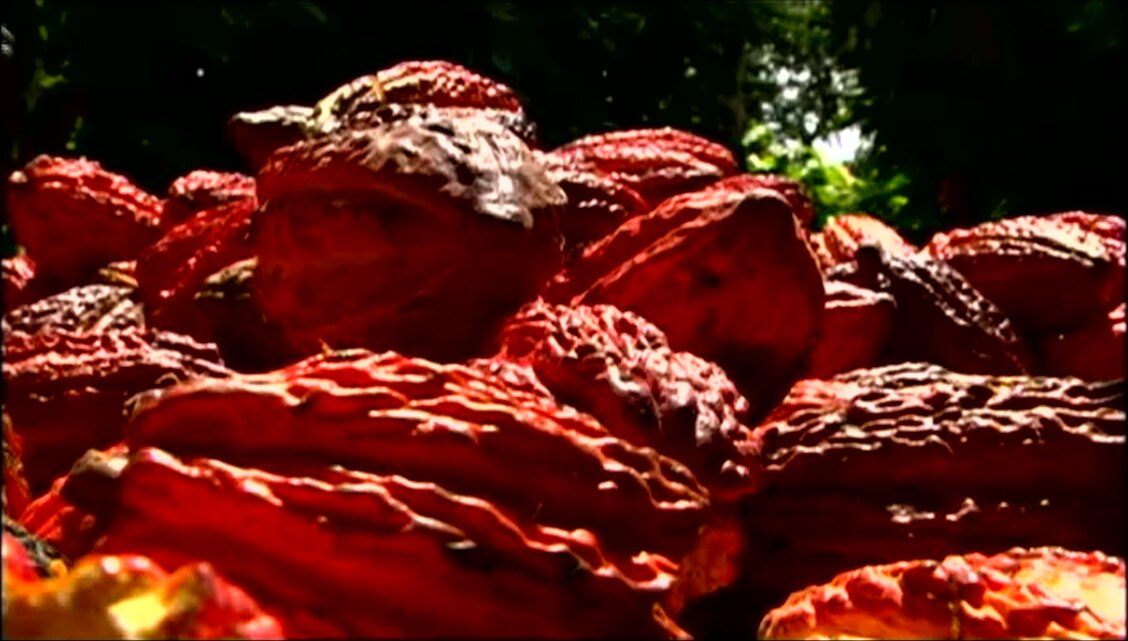 Mazorcas de cacao de Tocache