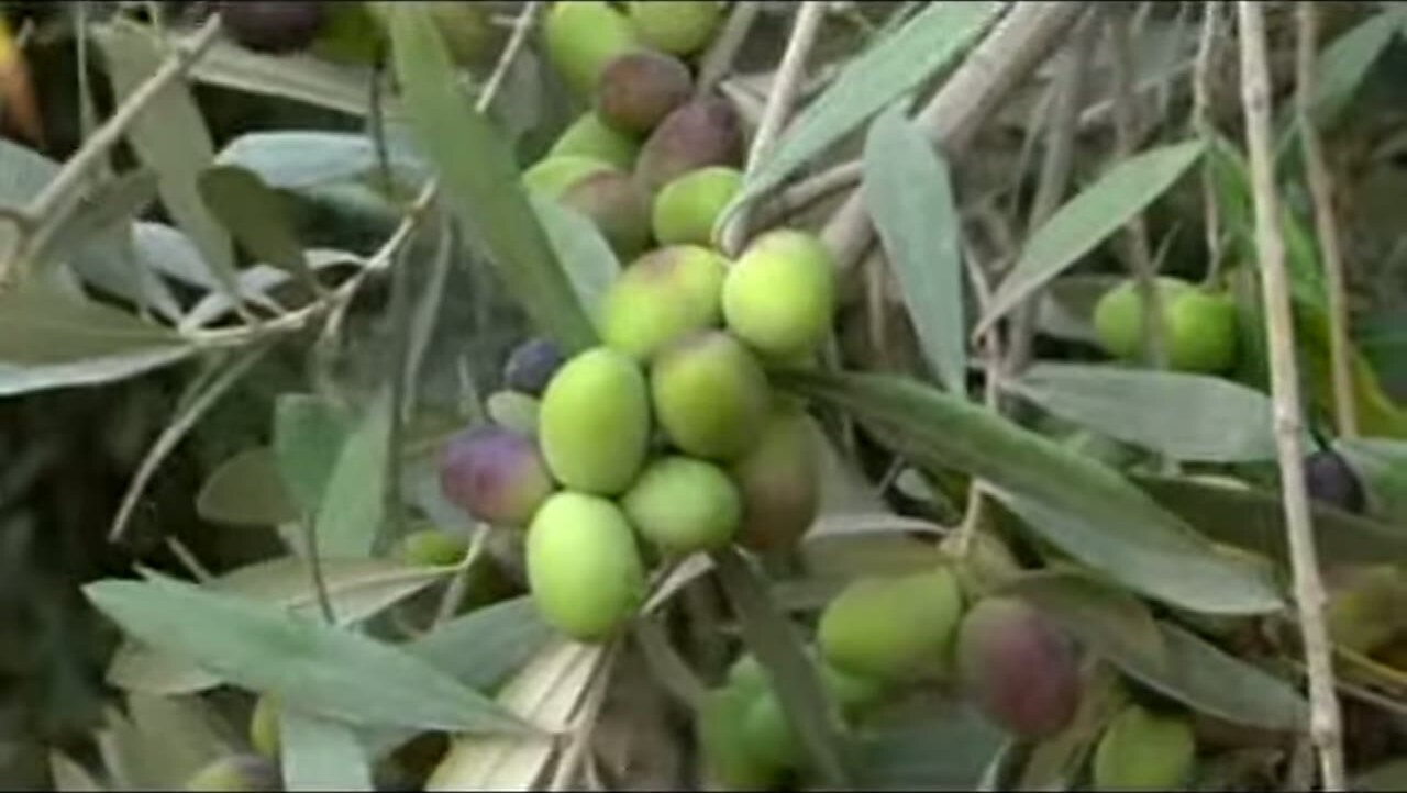 Aceitunas en un olivo de La Yarada