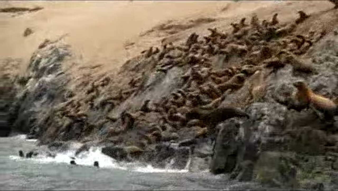 Lobos marinos en Punta San Pablo